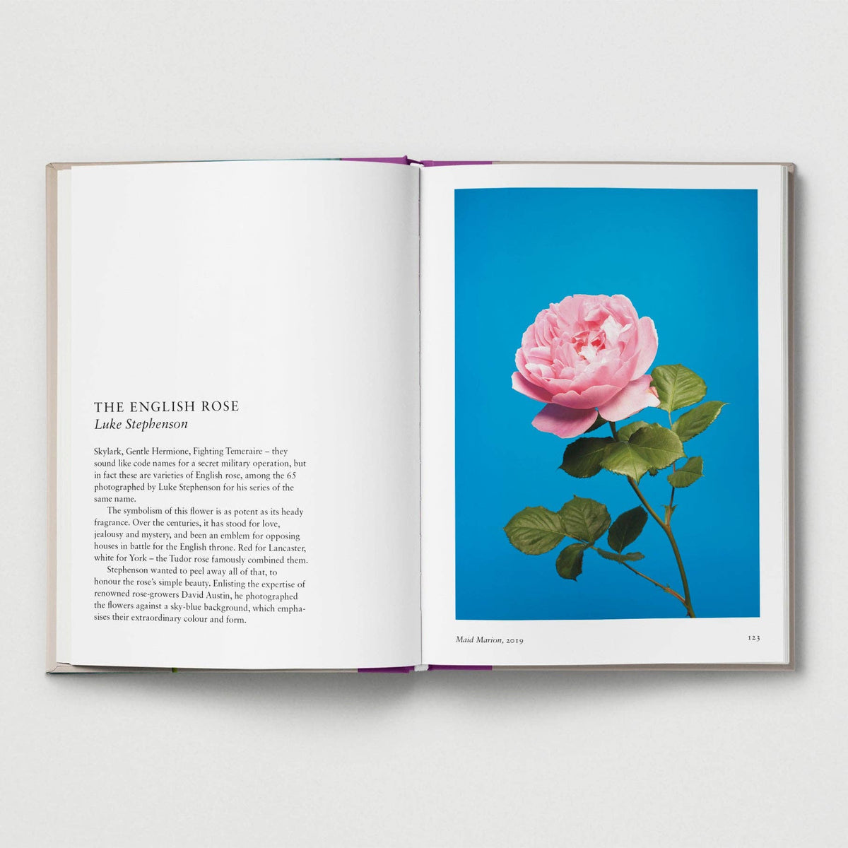 New photography of the Flower