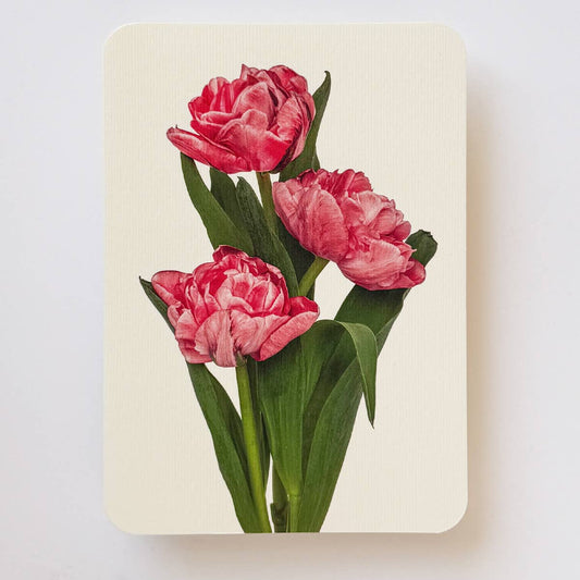 Pink Tulips Greeting Card
