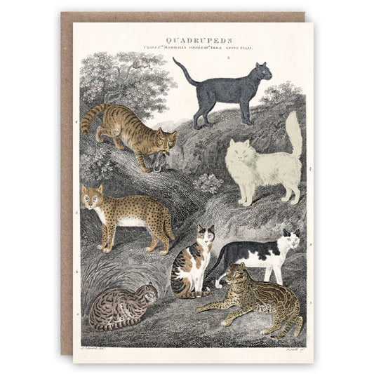 Cats - Greeting Card