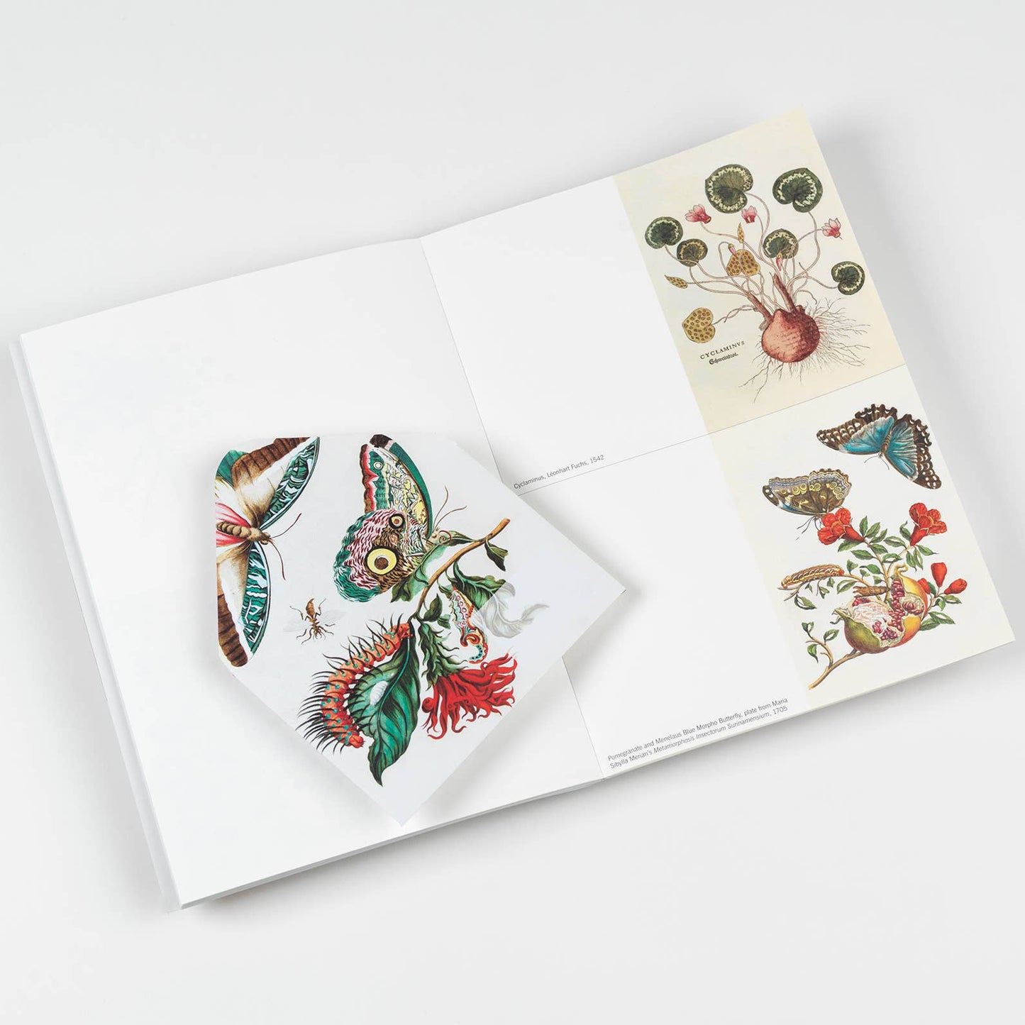 Natural History Creative Paper Book