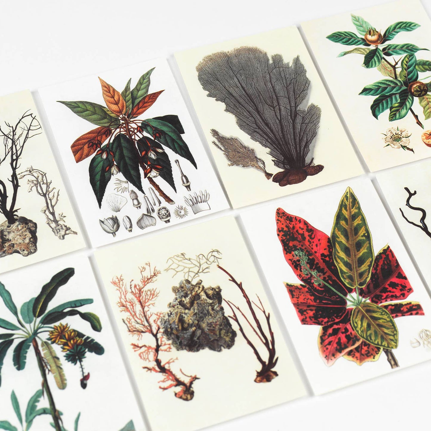 Natural History Creative Paper Book