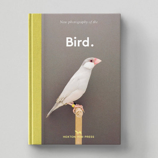 Bird - New photography of the Bird