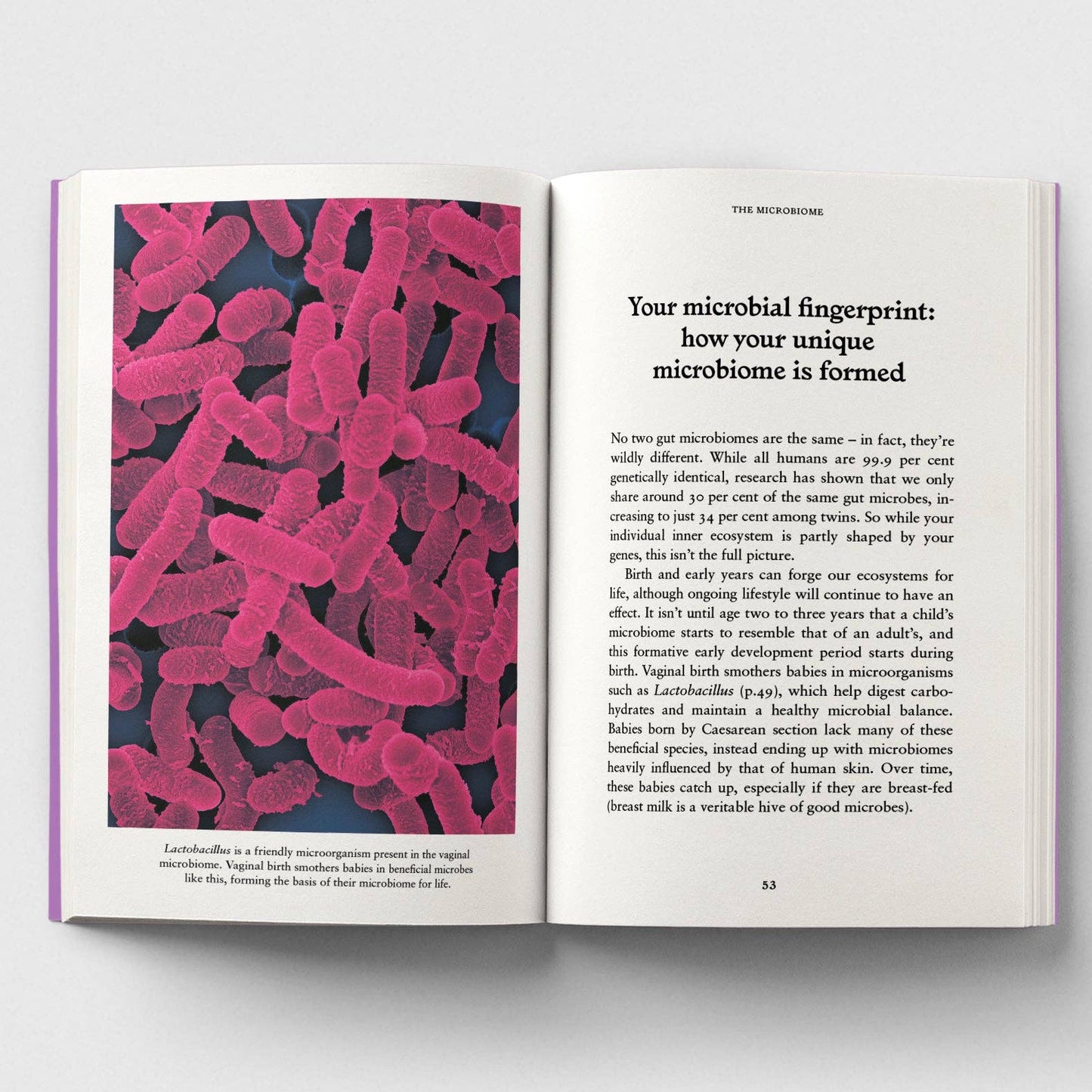 The Gut, A Pocket Primer