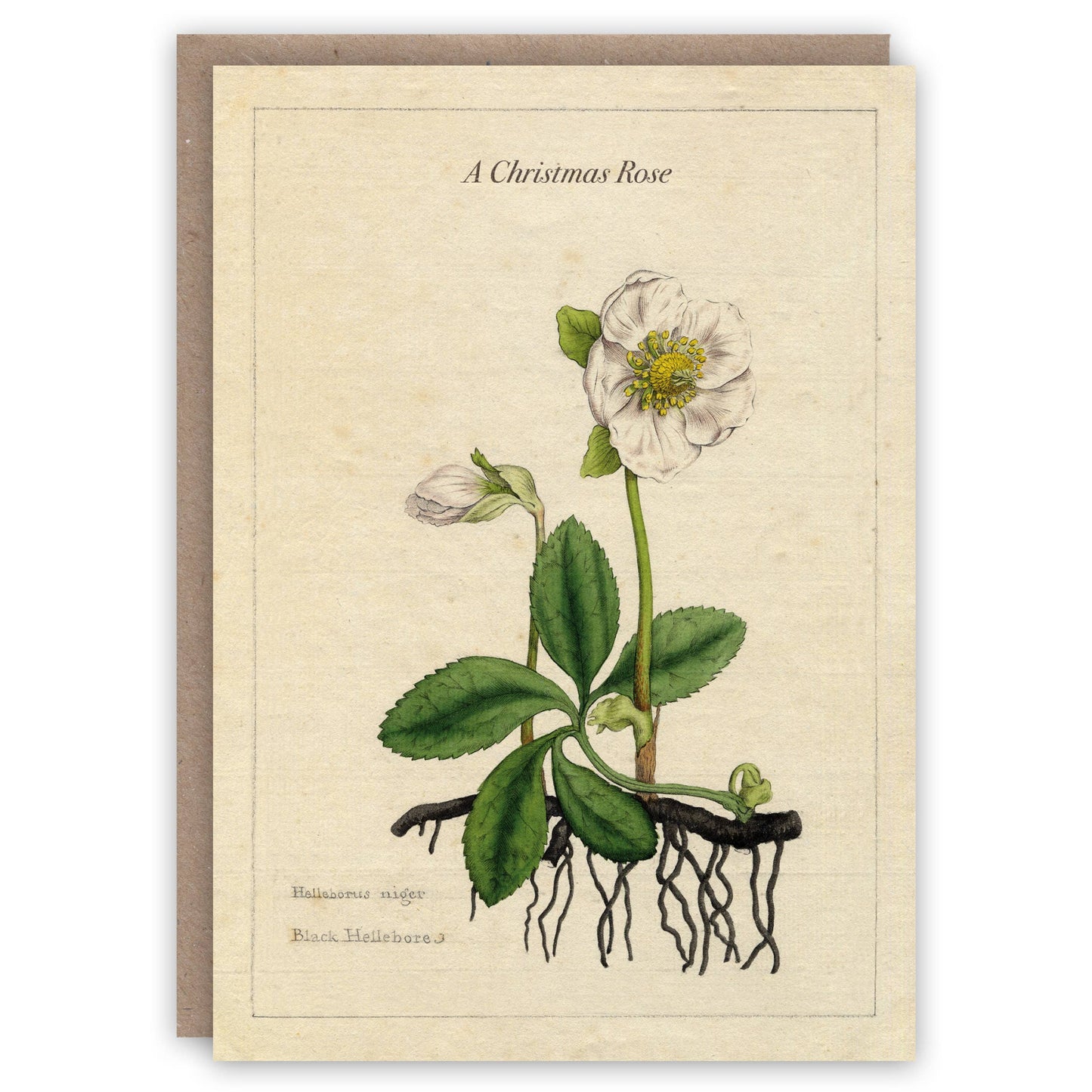 Christmas Rose Seasonal Card