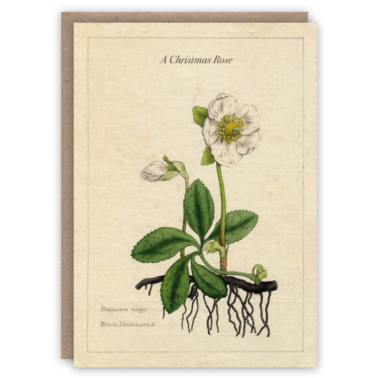 Christmas Rose Seasonal Card