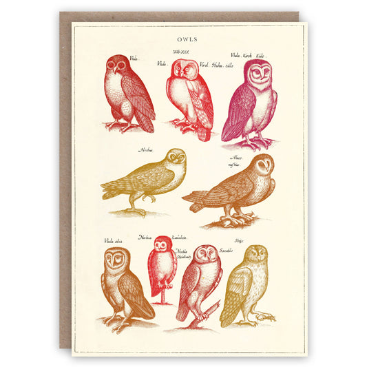 Owls - Greeting Card