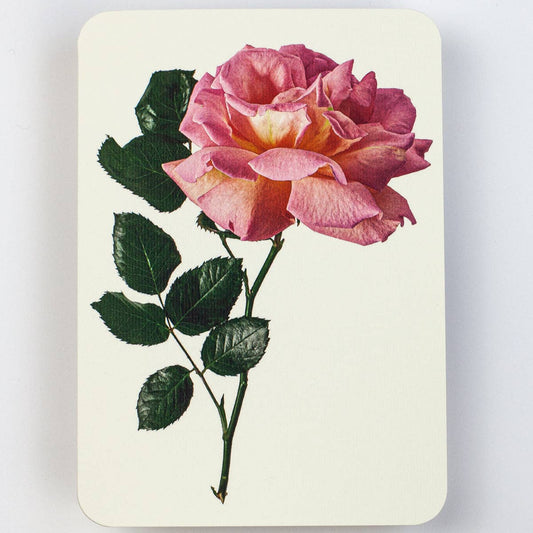 Pink Rose Greeting Card