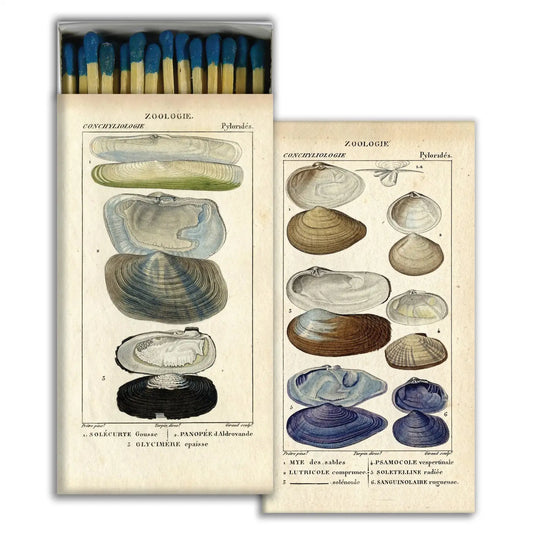 Match Box - Seashell Specimens