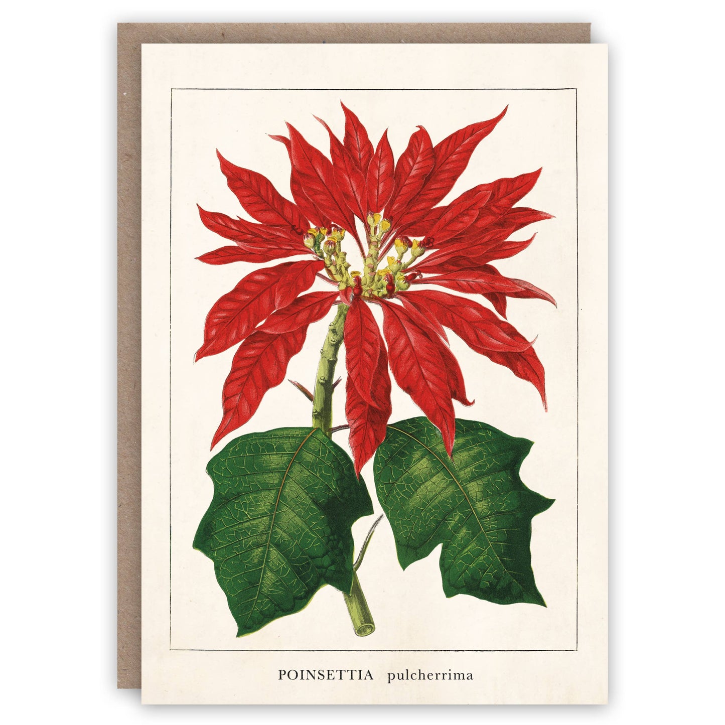 Poinsettia Christmas Card