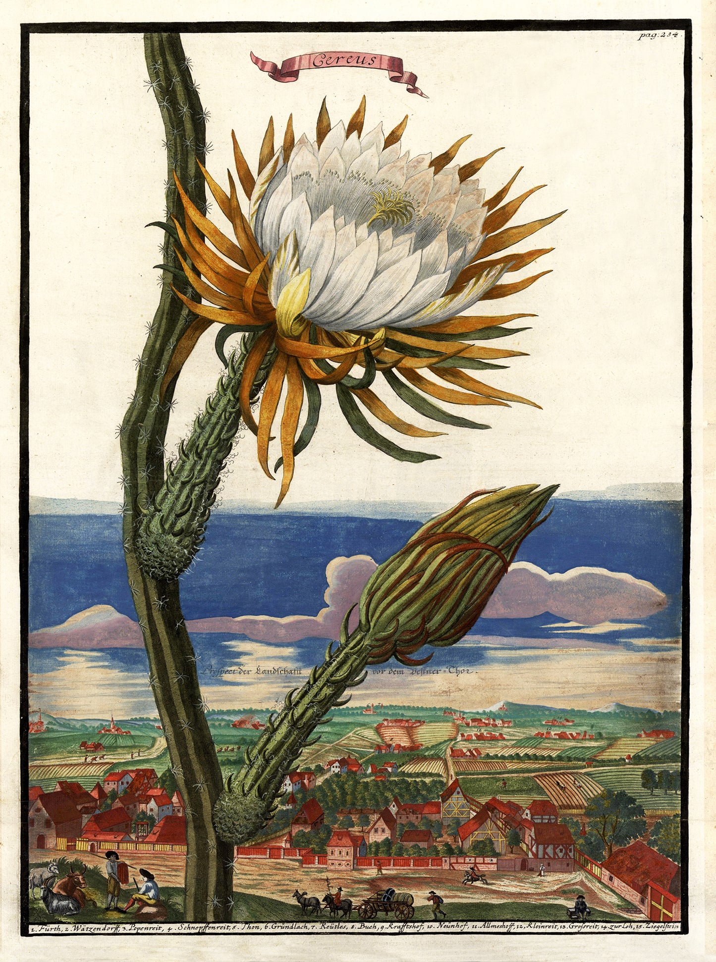 Cereus Giclée Print