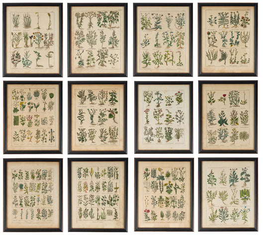 Culpeper, Nicholas C1810 Set of 12 Hand Col Botanical Prints