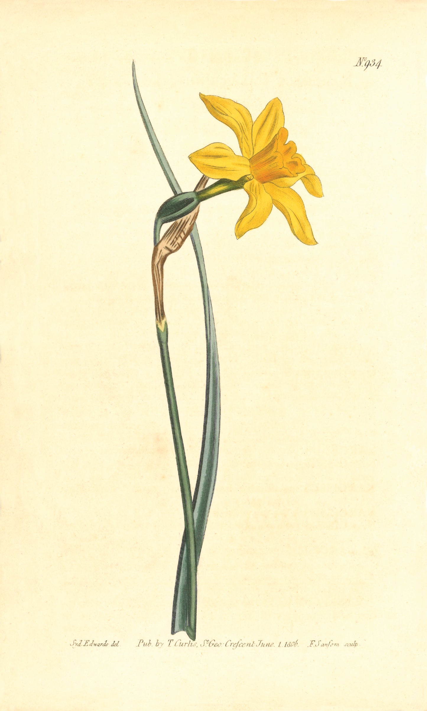 Great Yellow Jonquil Giclée Print