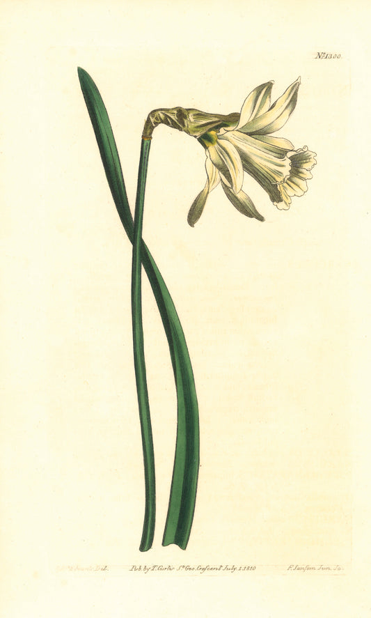 Smaller White Spanish Daffodil Giclée Print