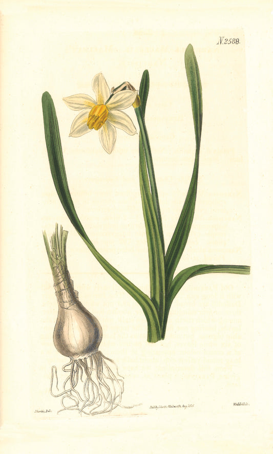 Macleay's Narcissus Giclée Print