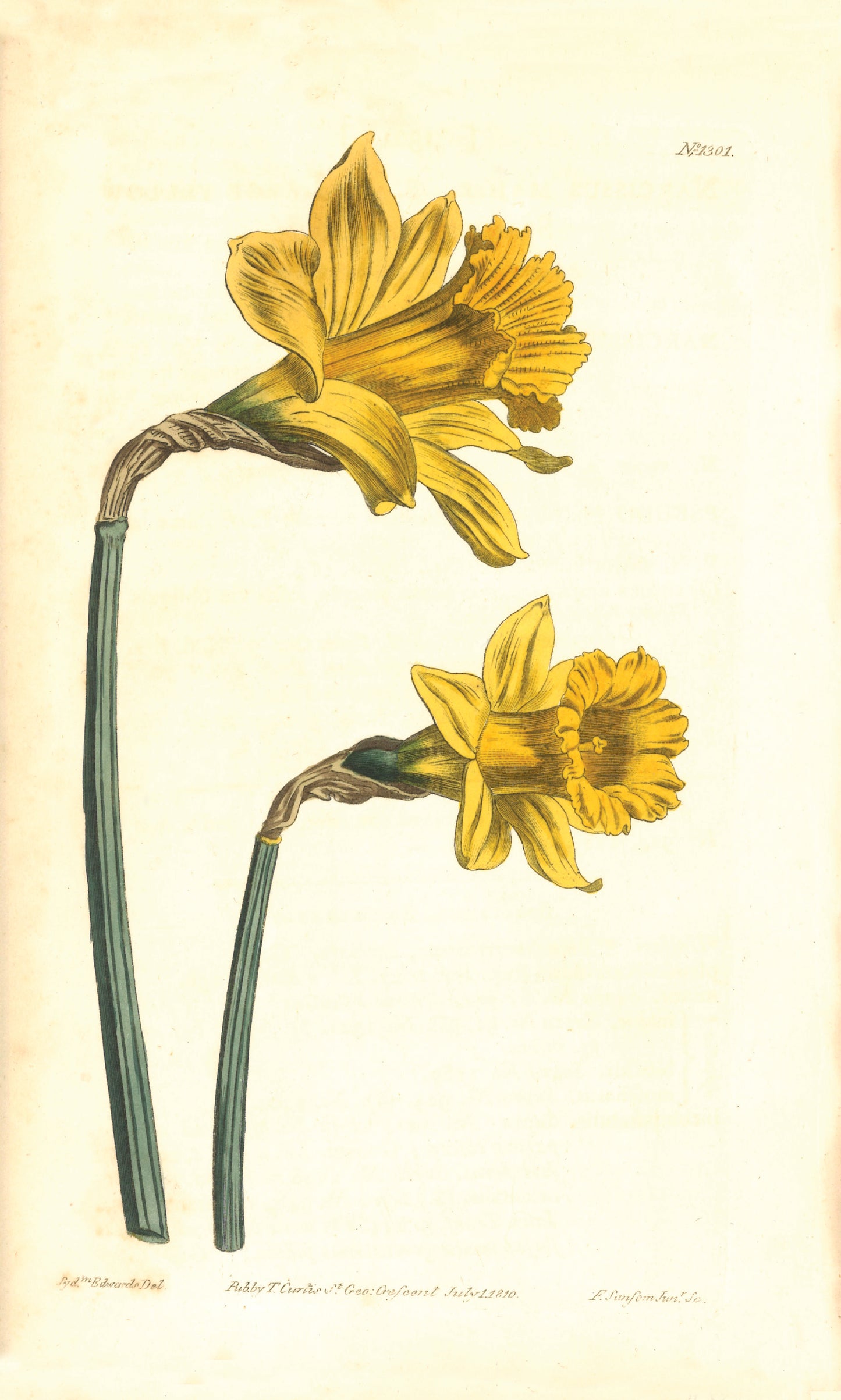 Large Yellow Spanish Narcissus Giclée Print