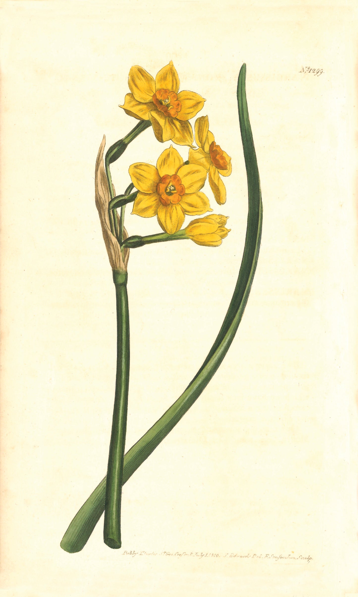 Jonquil Scented Narcissus Giclée Print