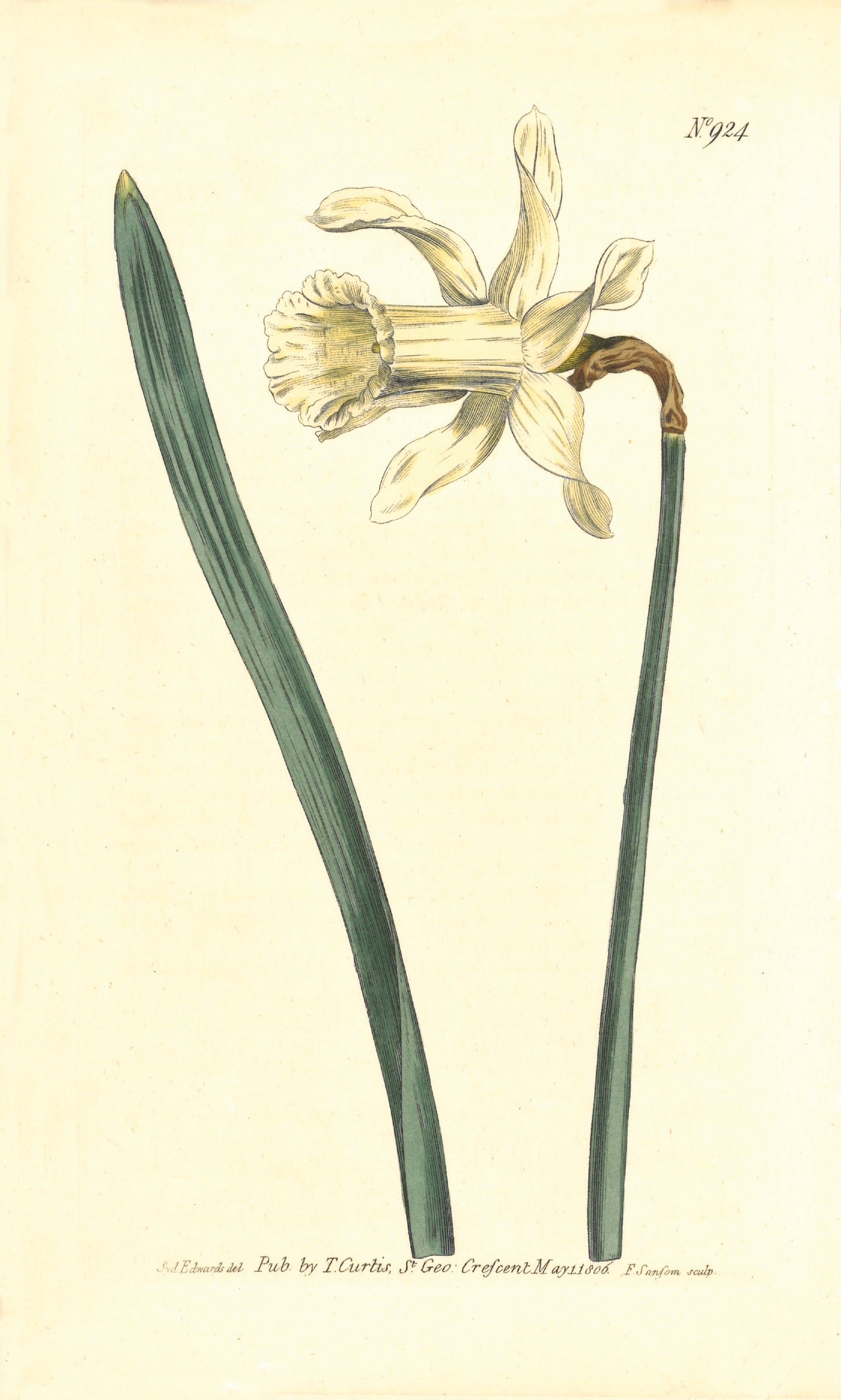 White Long Flowered Daffodil Giclée Print