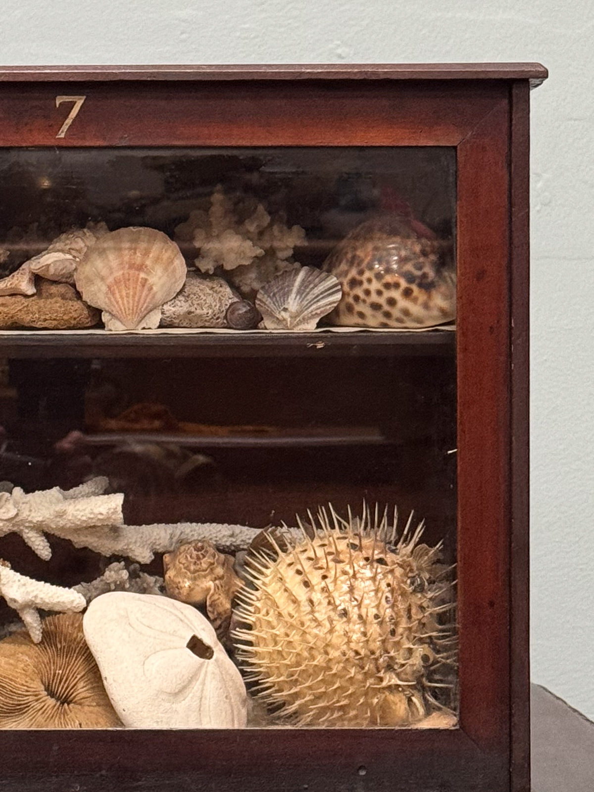 A Late 19th Century Mahogany Display Cabinet