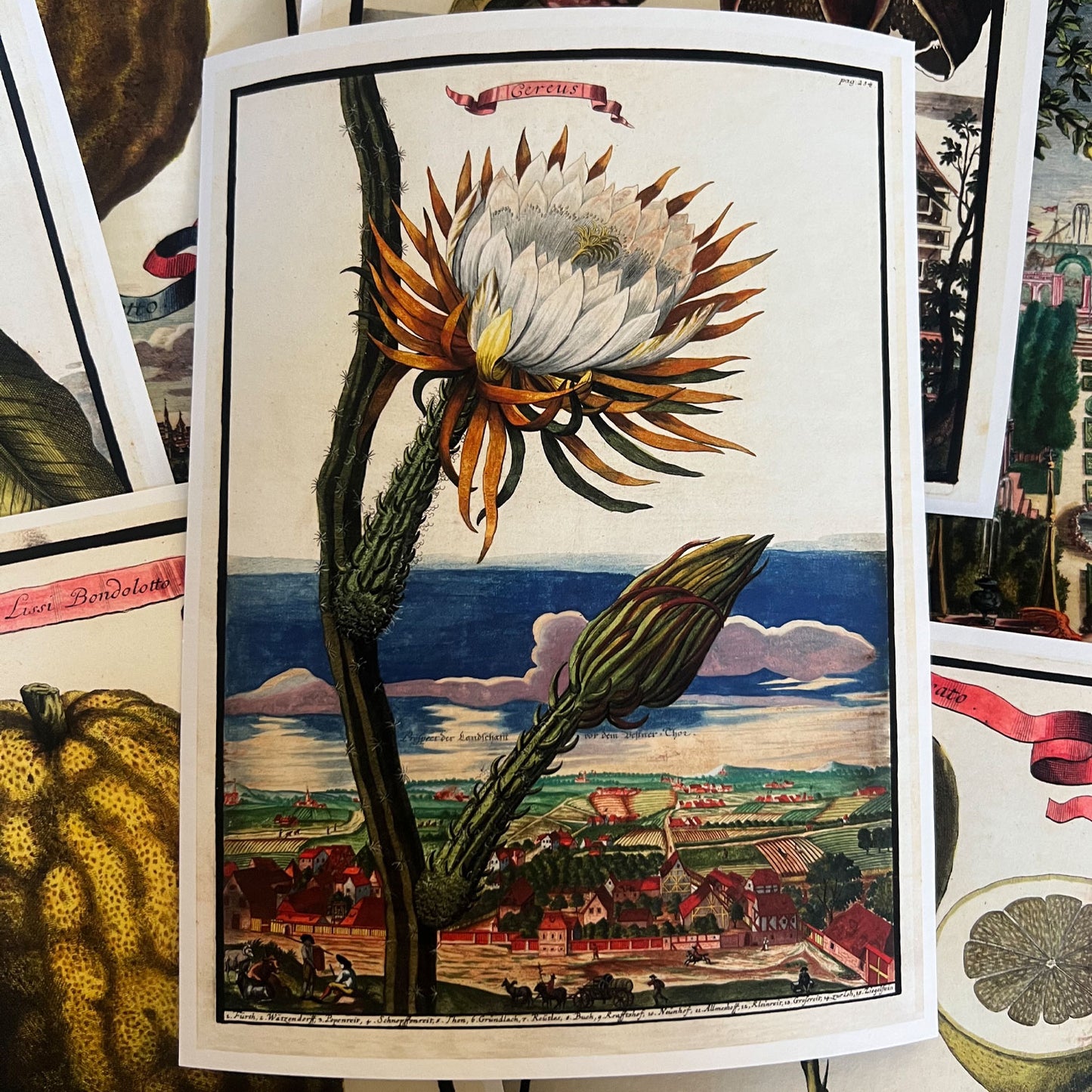 Cereus Giclée Print