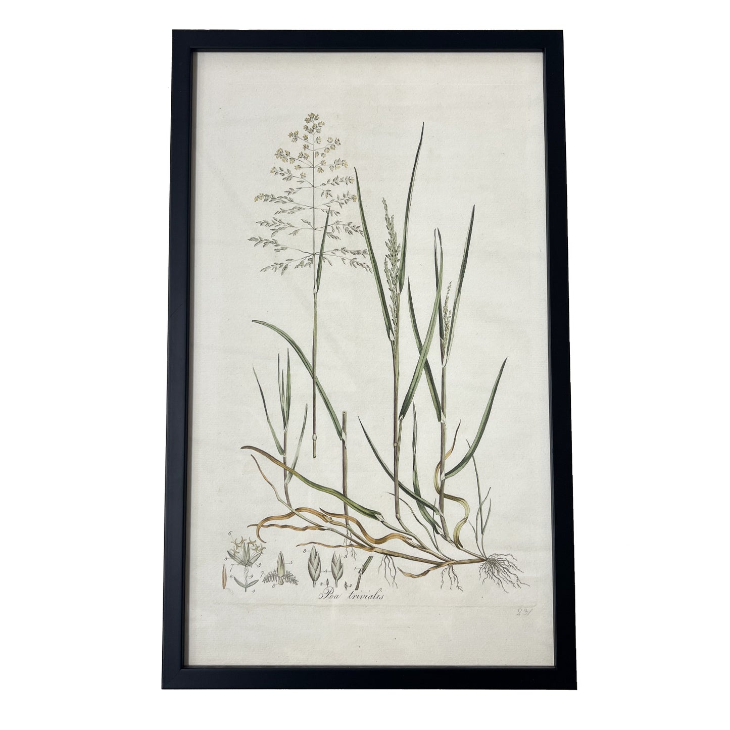 Poa trivialis ‘Flora Londinensis’ Botanical Print - Framed