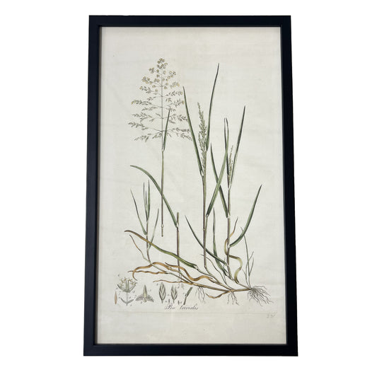 Poa trivialis ‘Flora Londinensis’ Botanical Print - Framed
