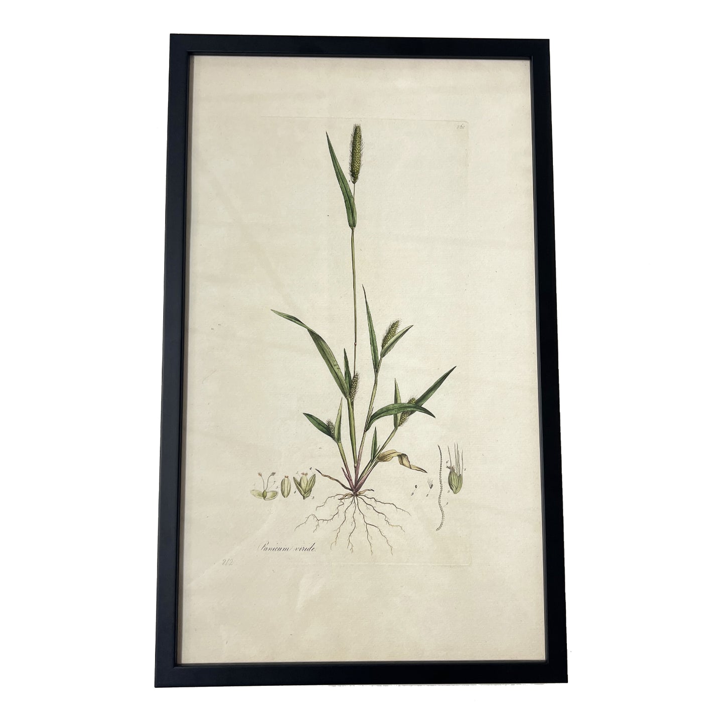 Panicum viride ‘Flora Londinensis’ Botanical Print - Framed