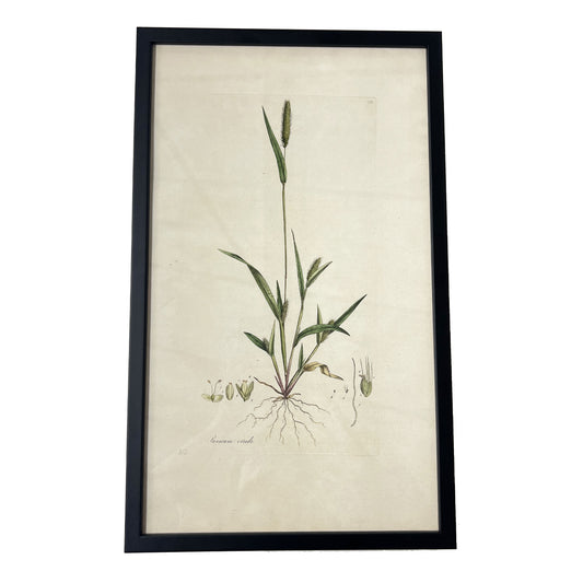 Panicum viride ‘Flora Londinensis’ Botanical Print - Framed