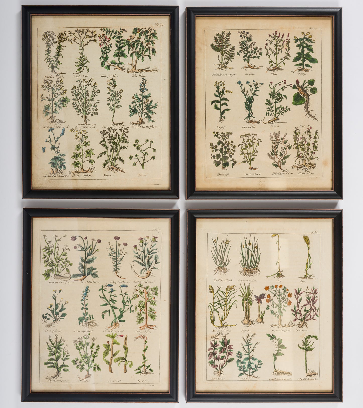 Culpeper, Nicholas C1810 Set of 12 Hand Col Botanical Prints