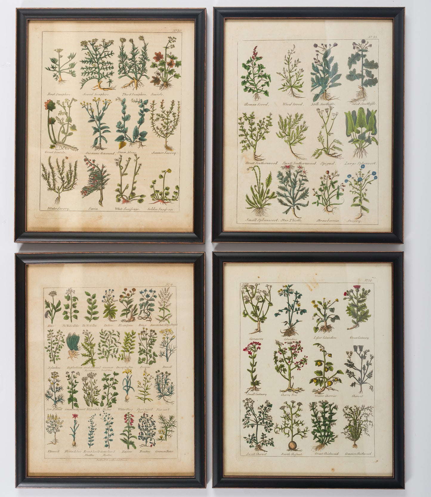 Culpeper, Nicholas C1810 Set of 12 Hand Col Botanical Prints
