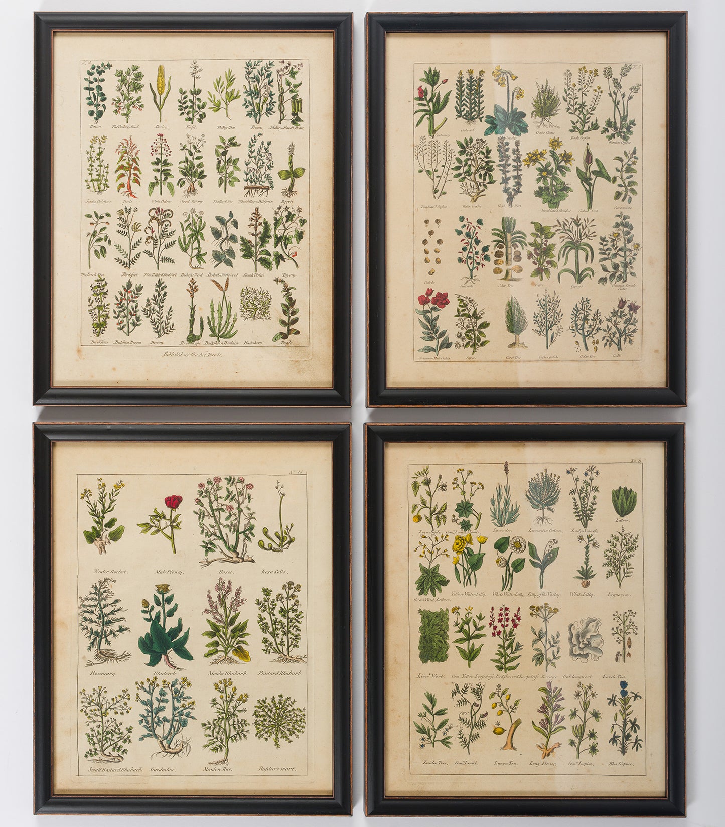Culpeper, Nicholas C1810 Set of 12 Hand Col Botanical Prints