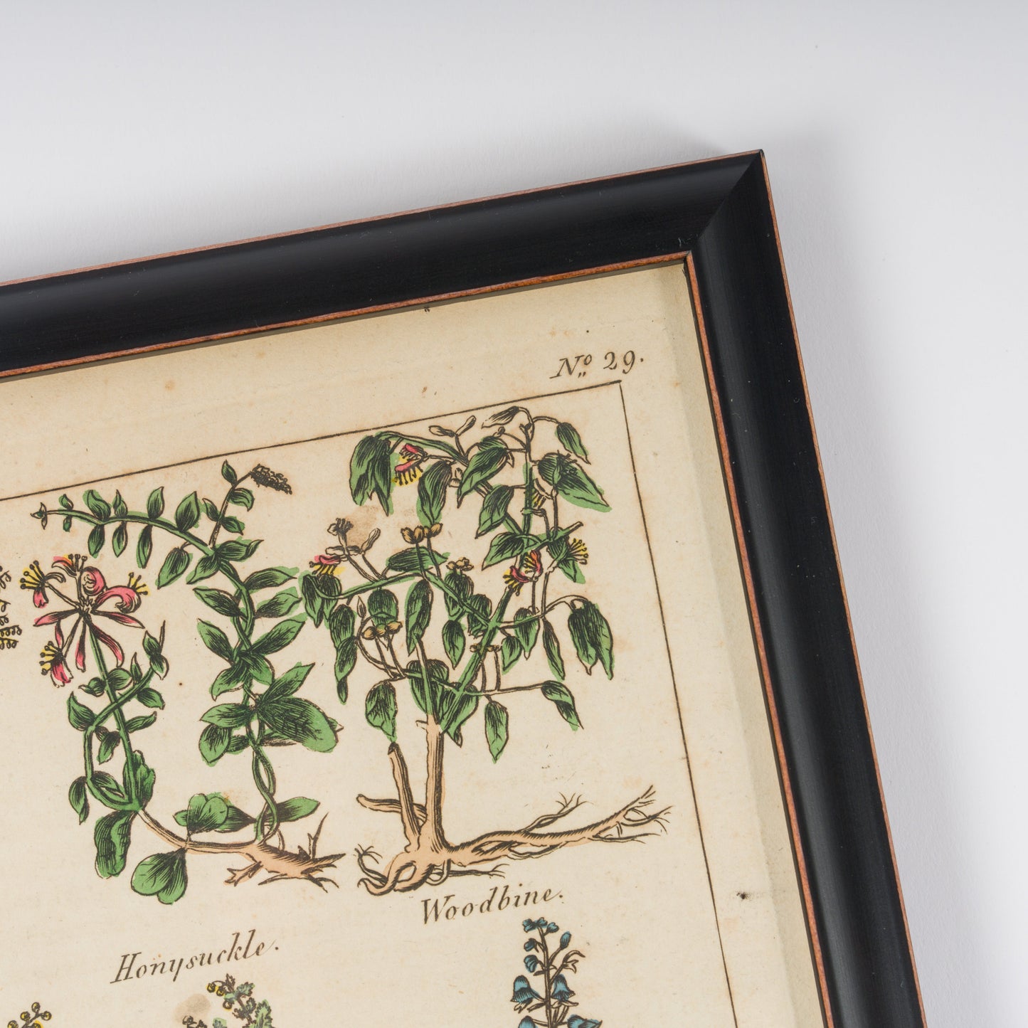 Culpeper, Nicholas C1810 Set of 12 Hand Col Botanical Prints