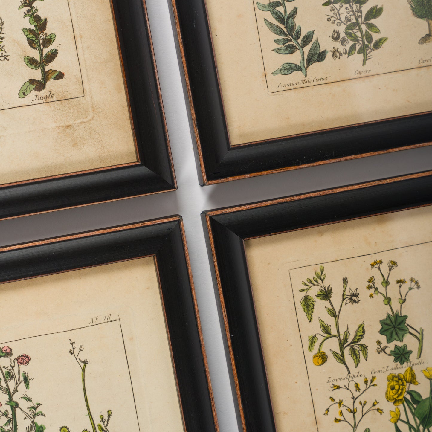 Culpeper, Nicholas C1810 Set of 12 Hand Col Botanical Prints