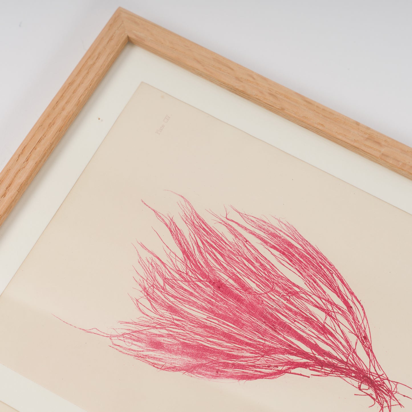 Bradbury, Henry 1859 Set of 4 Red Nature Printed Seaweed Prints