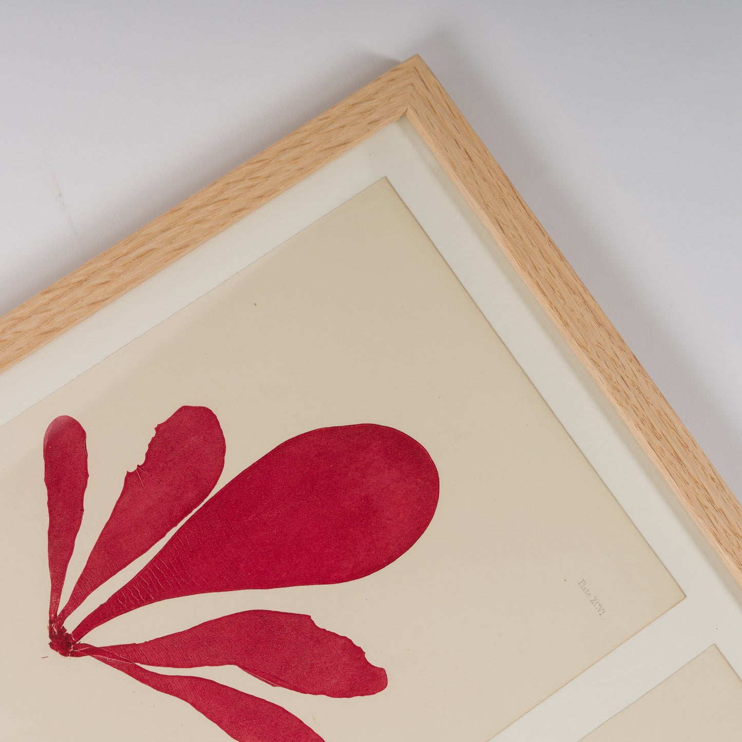 Bradbury, Henry 1859 Set of 4 Red Nature Printed Seaweed Prints