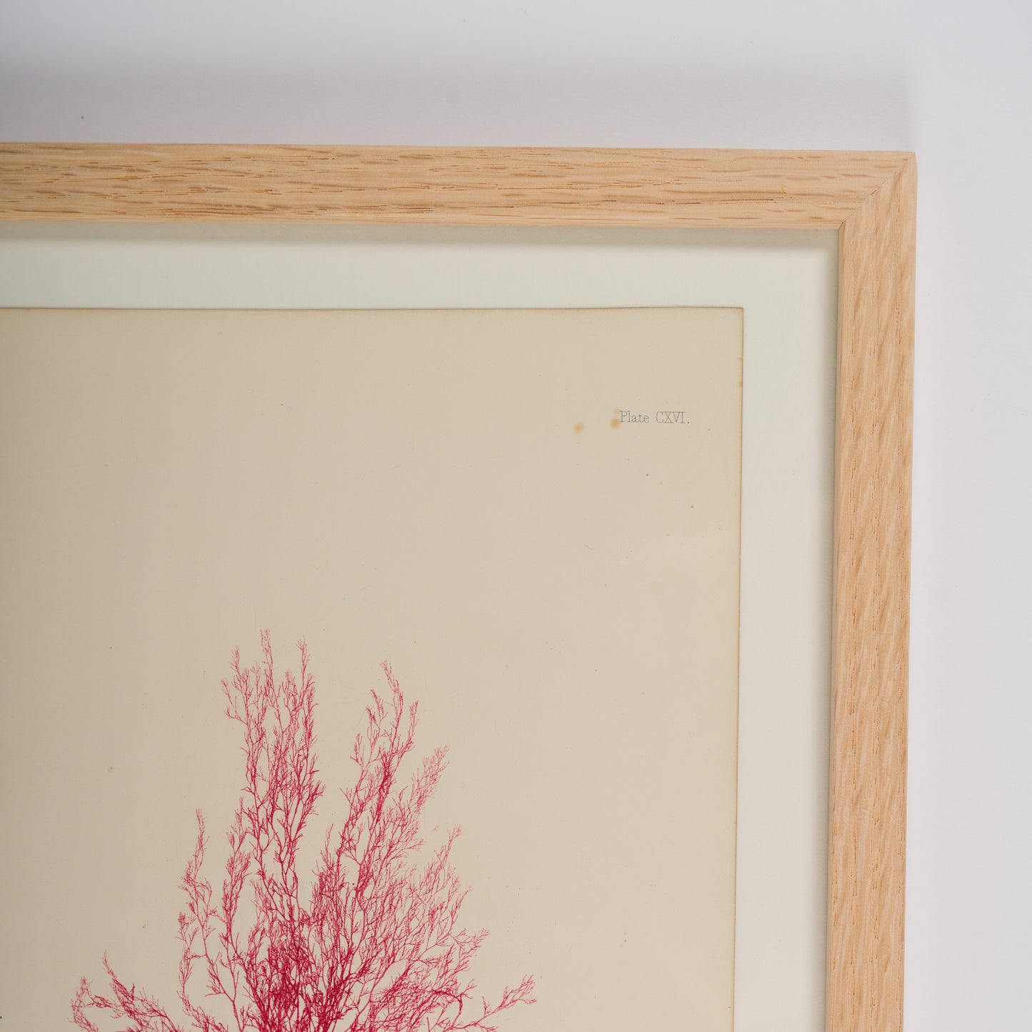 Bradbury, Henry 1859 Set of 4 Red Nature Printed Seaweed Prints
