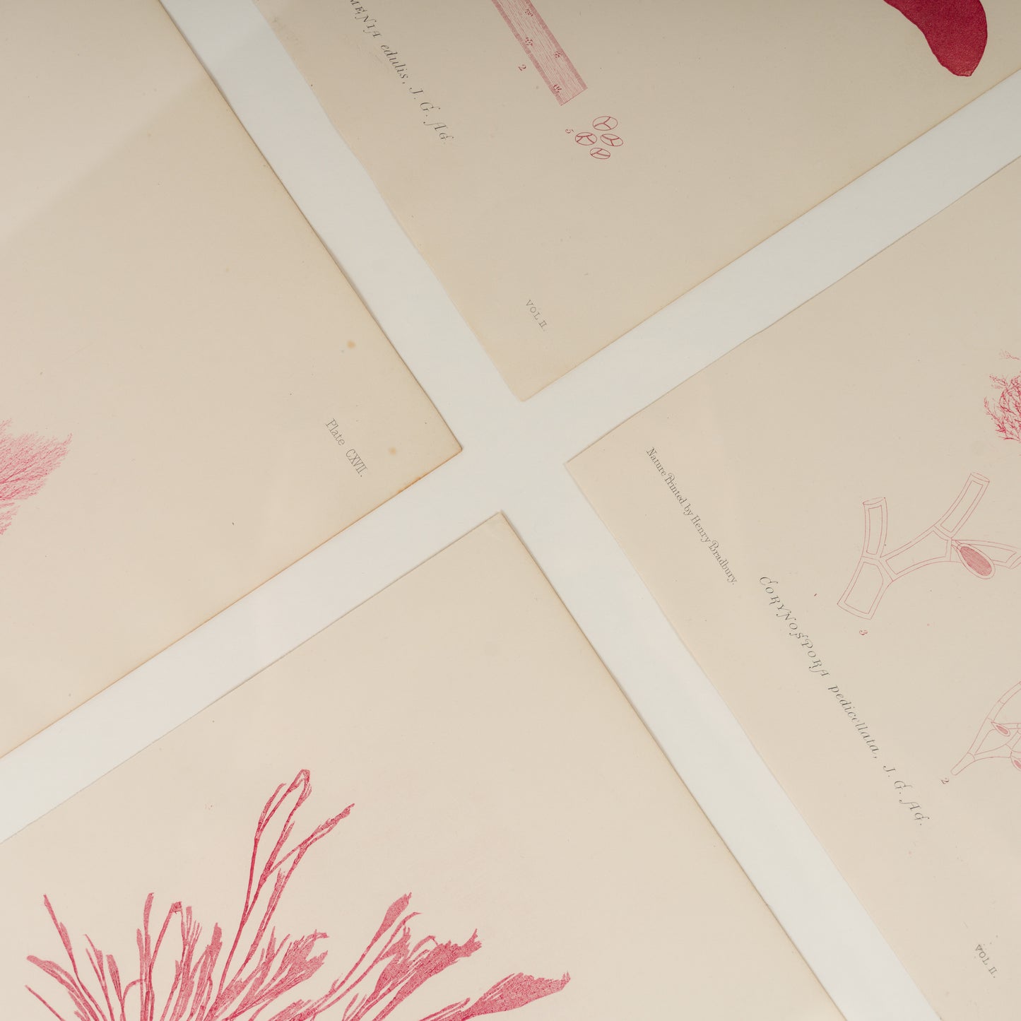 Bradbury, Henry 1859 Set of 4 Red Nature Printed Seaweed Prints