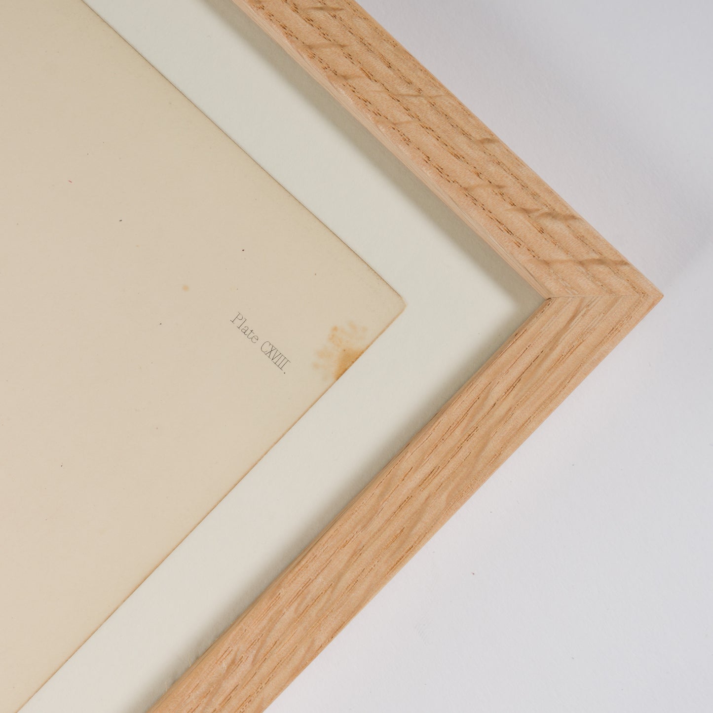 Bradbury, Henry 1859 Set of 4 Red Nature Printed Seaweed Prints