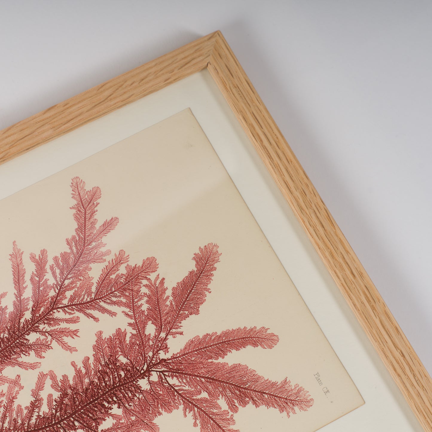 Bradbury, Henry 1859 Set of 4 Red Nature Printed Seaweed Prints