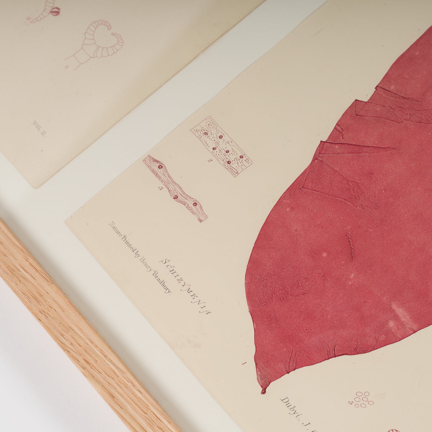 Bradbury, Henry 1859 Set of 4 Red Nature Printed Seaweed Prints