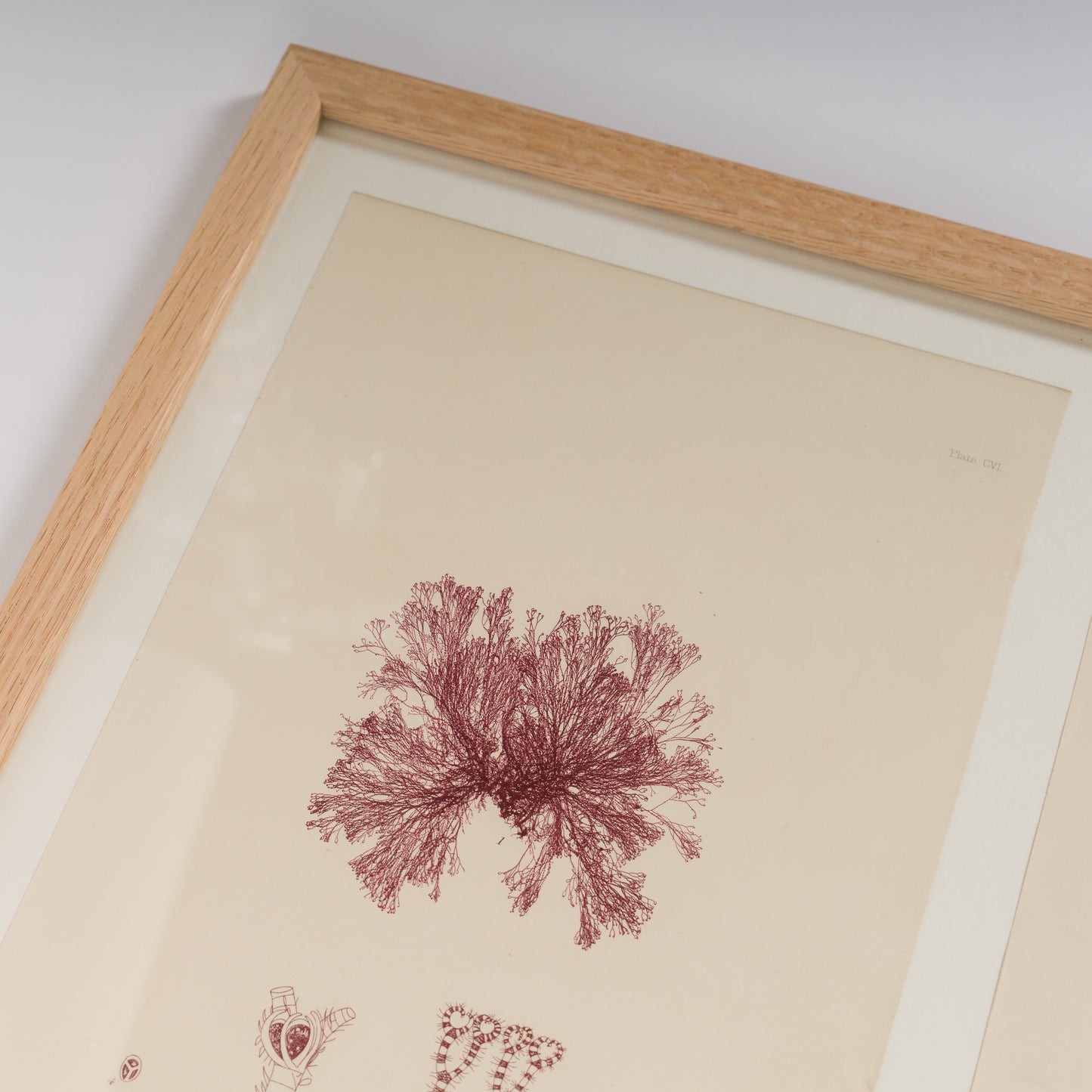 Bradbury, Henry 1859 Set of 4 Red Nature Printed Seaweed Prints