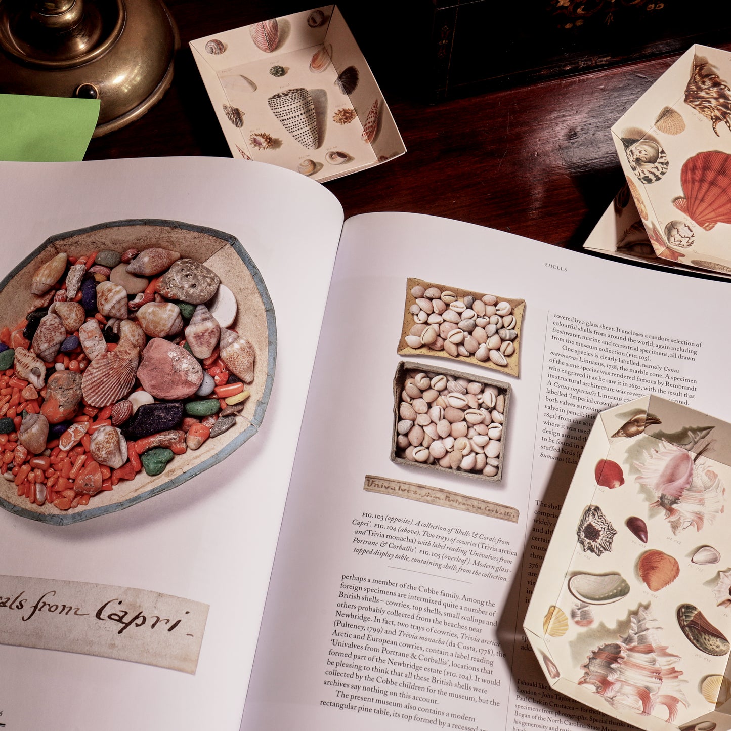 Portable Paper Trays - Set Of Four - Regenfuss Sea Shells