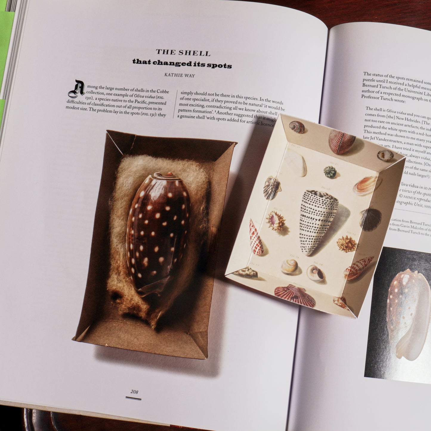 Portable Paper Trays - Set Of Four - Regenfuss Sea Shells