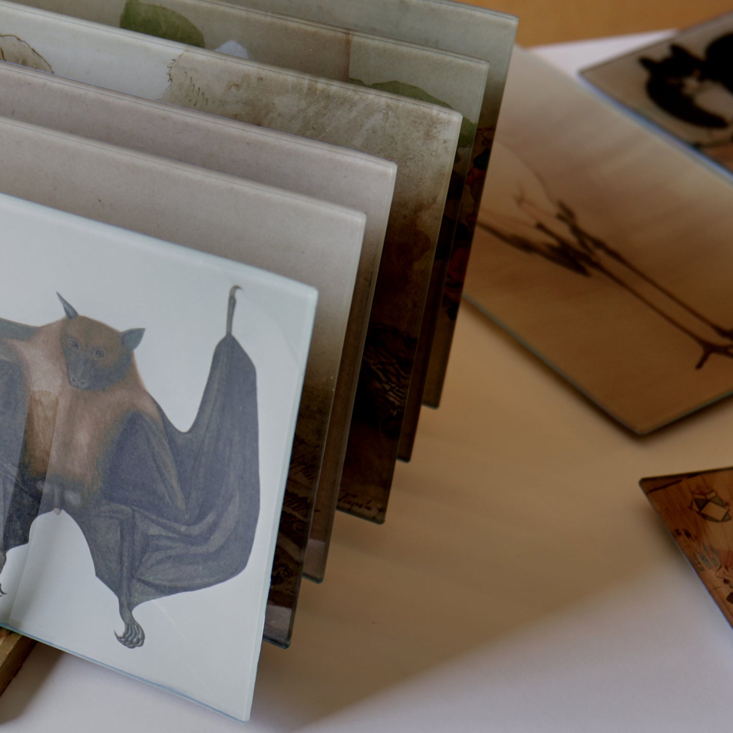 6" x 12" Great Indian Fruit Bat Decoupage Tray
