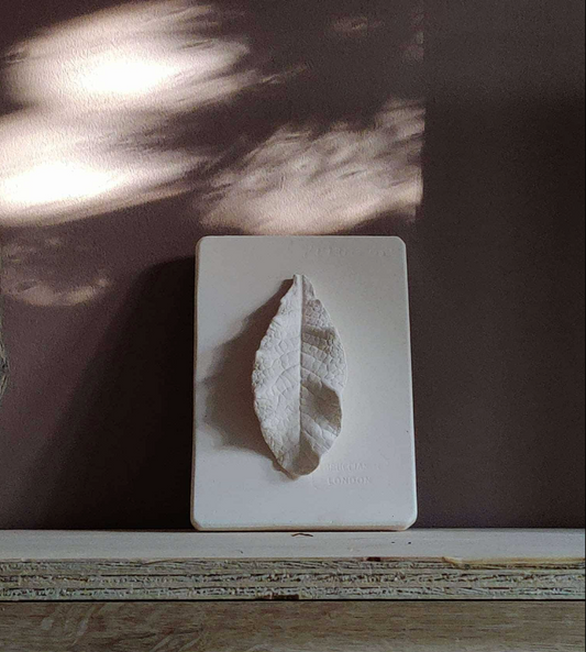 Primrose Leaf