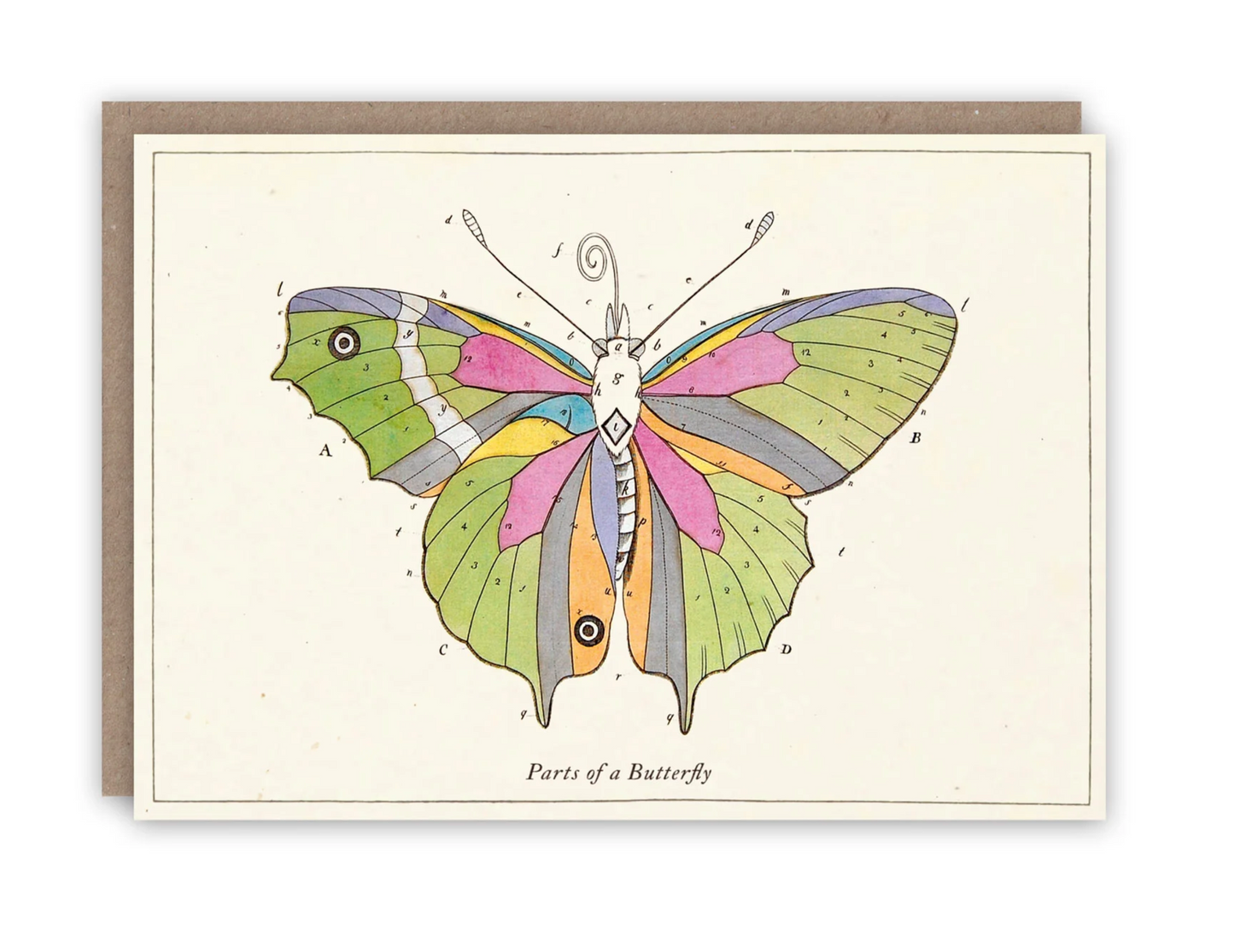 Parts of a Butterfly - Greeting Card