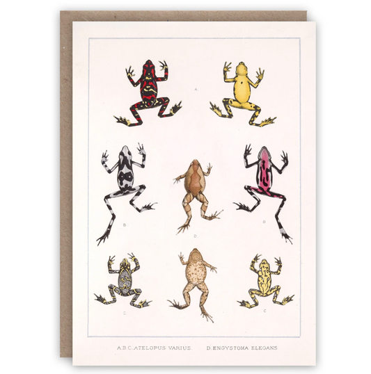 Frogs and Toads - Greeting Card