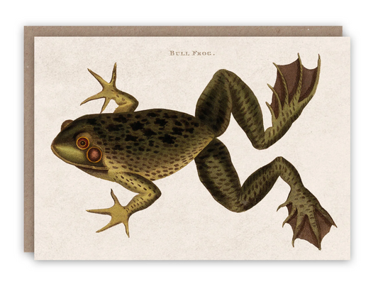 Bull Frog - Greeting Card