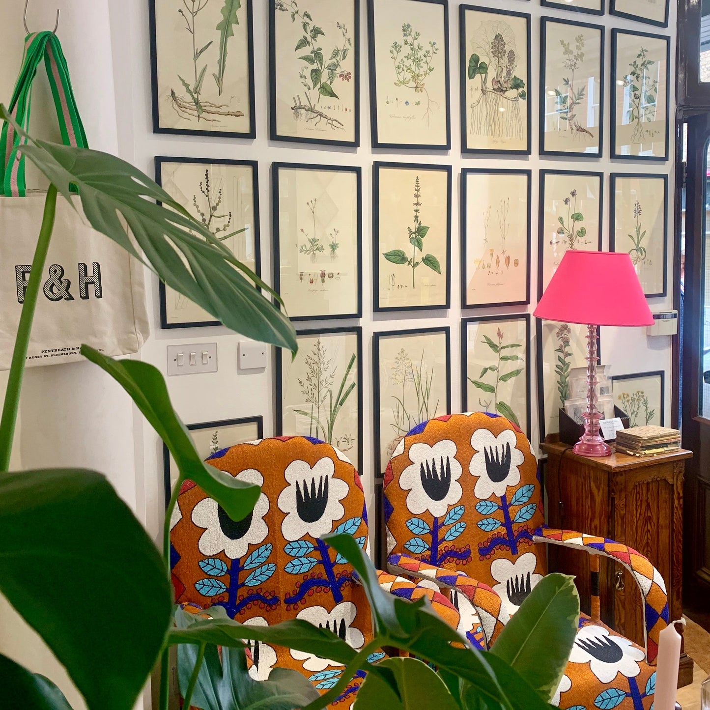 Poa trivialis ‘Flora Londinensis’ Botanical Print - Framed