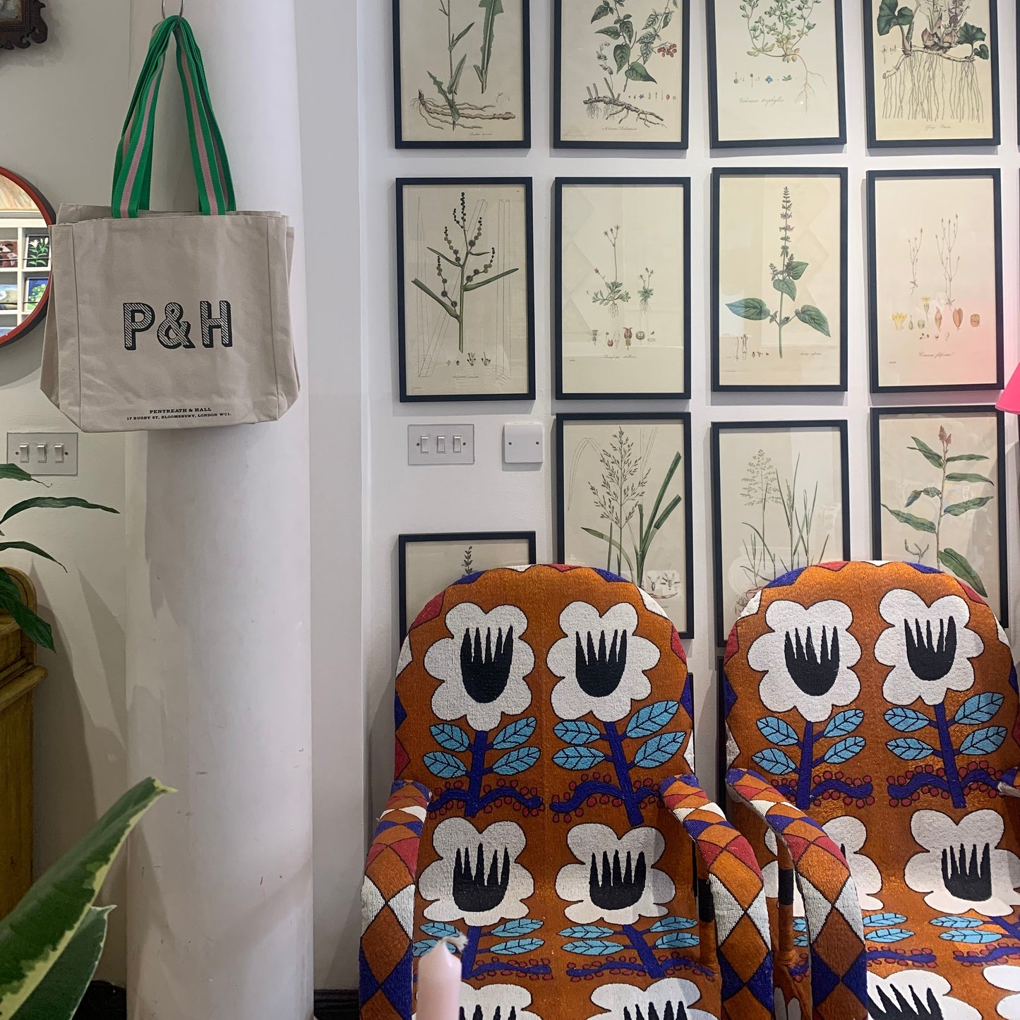 Poa trivialis ‘Flora Londinensis’ Botanical Print - Framed