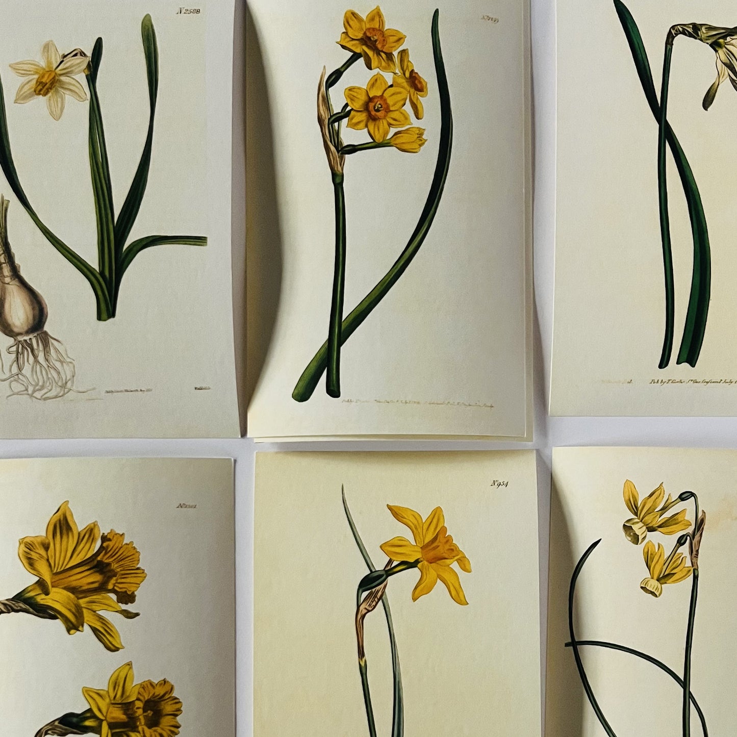 Yellow Reflex-Flowered Narcissus Giclée Print